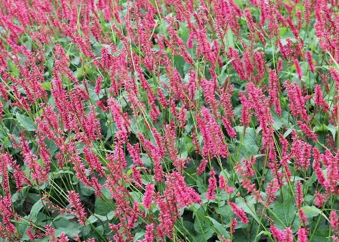 In With Outdoor Fireplace